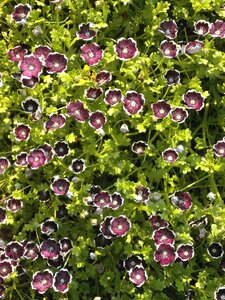 Penny black spring flowers black flowers