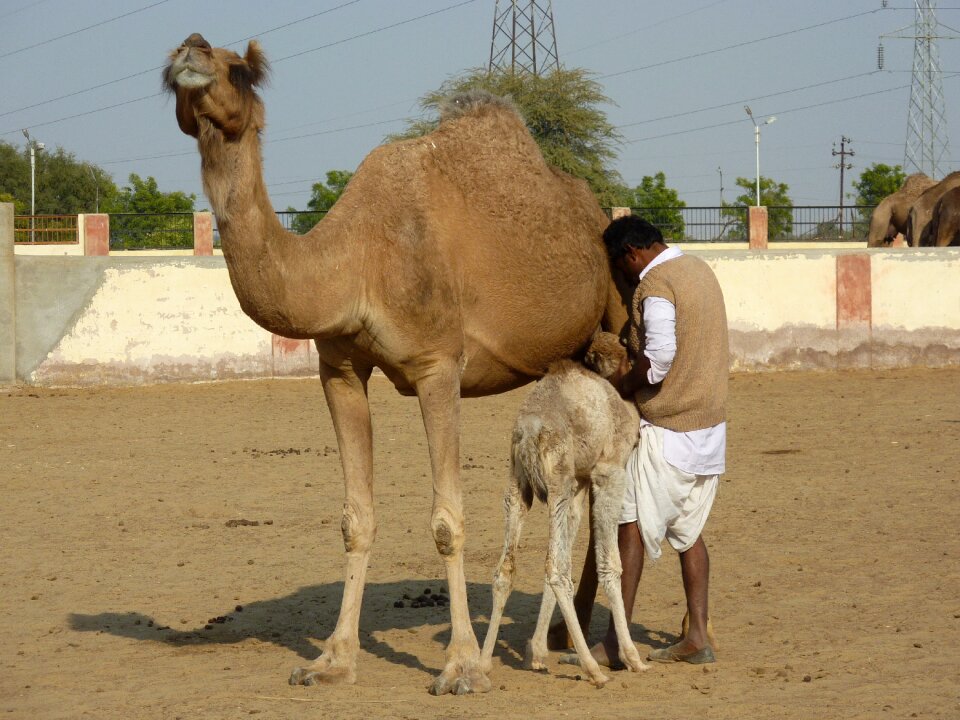 Camel farm bikaner india
