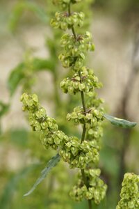 Seeds meadows sauerampfer flowering plant