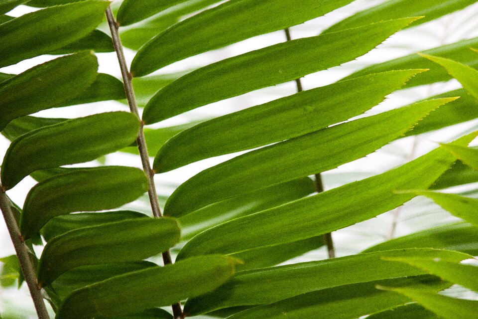 Two female plant bioon spinulosum