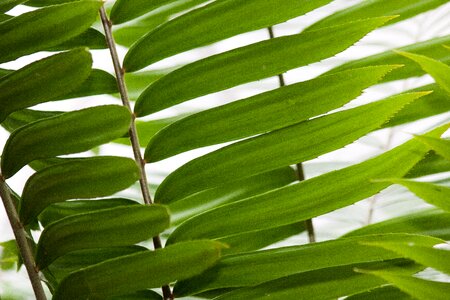 Two female plant bioon spinulosum
