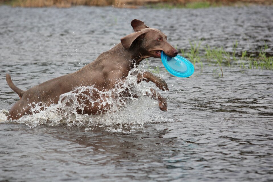 Snout water wet