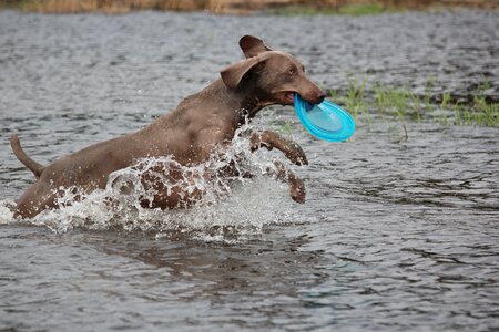 Snout water wet photo