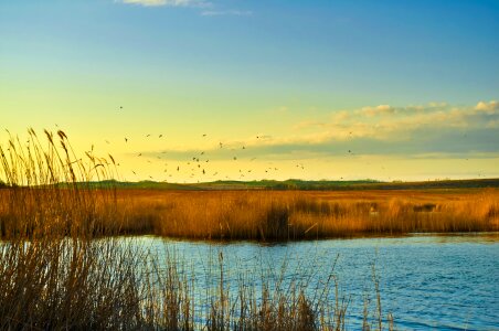 Landscape birds reeds photo