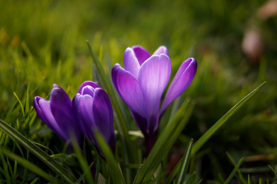 Purple violet nature photo