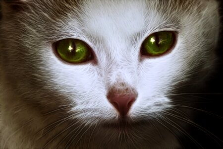 Portrait cute cat cat face