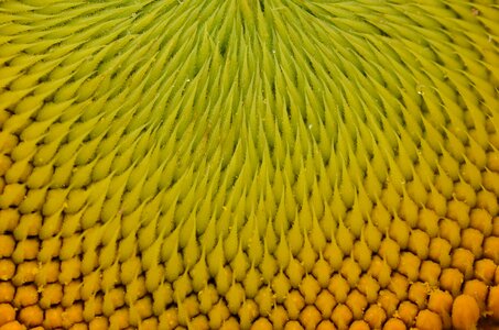 Yellow plant sunflower seeds