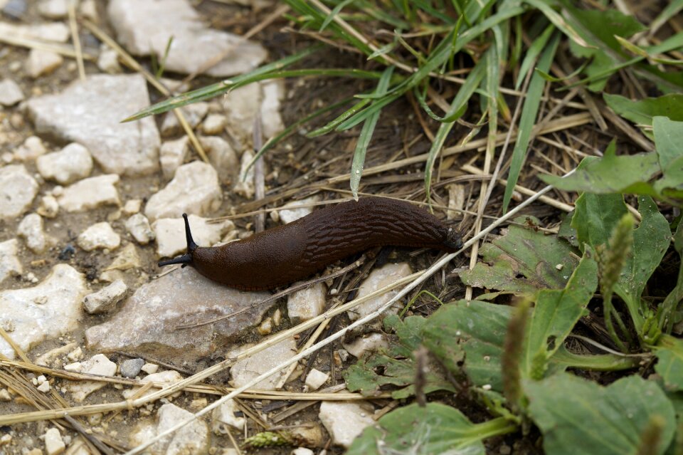 Away slowly mollusk