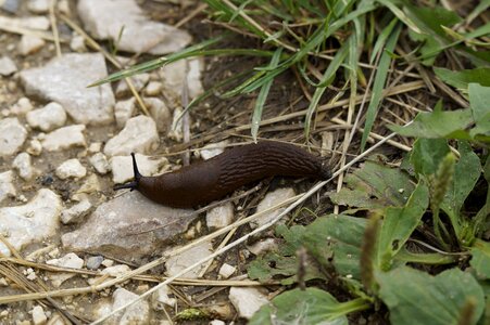 Away slowly mollusk