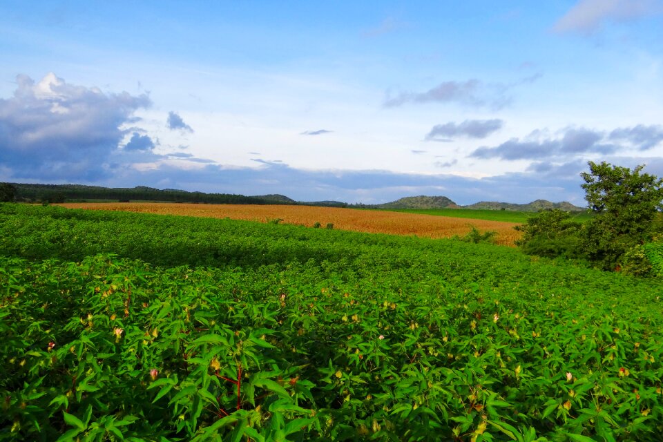 Agriculture farmin field