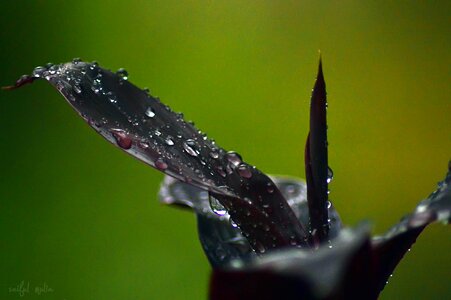 Water plant natural photo