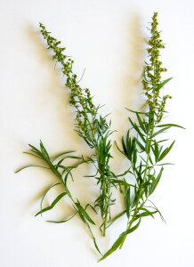 Herb plant cook