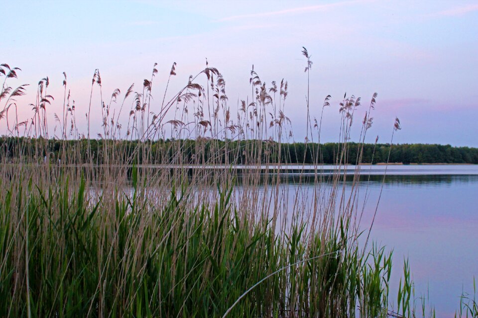 Dusk sunset grass