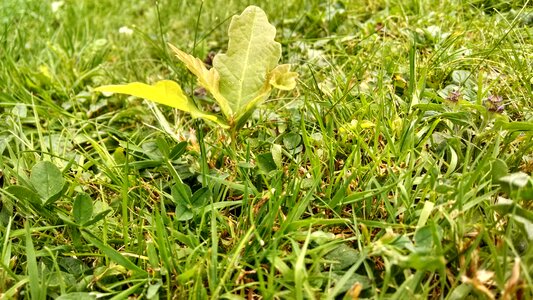Meadow nature deciduous tree