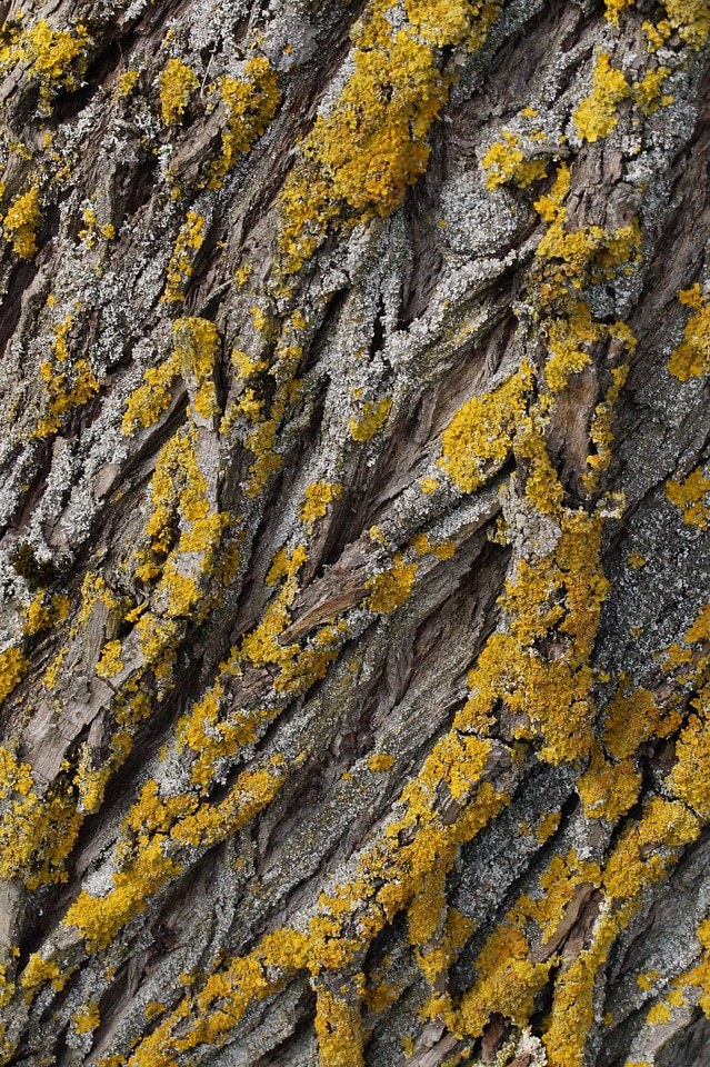 Bark log nature