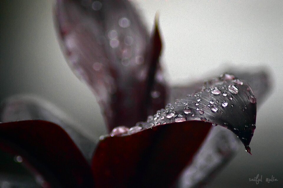 Water plant natural