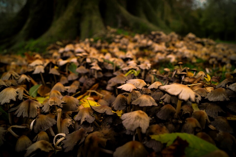 Forest floor foliage autumn