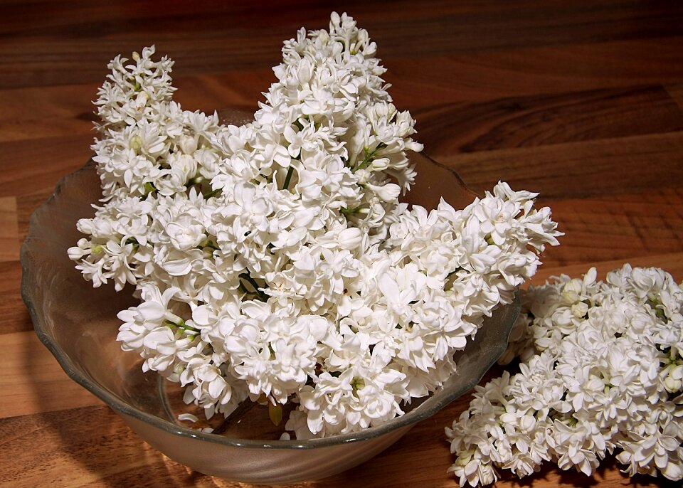 Flowers petals cook