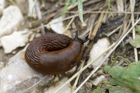 Away slowly mollusk