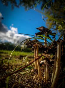 Outdoors fungi brown