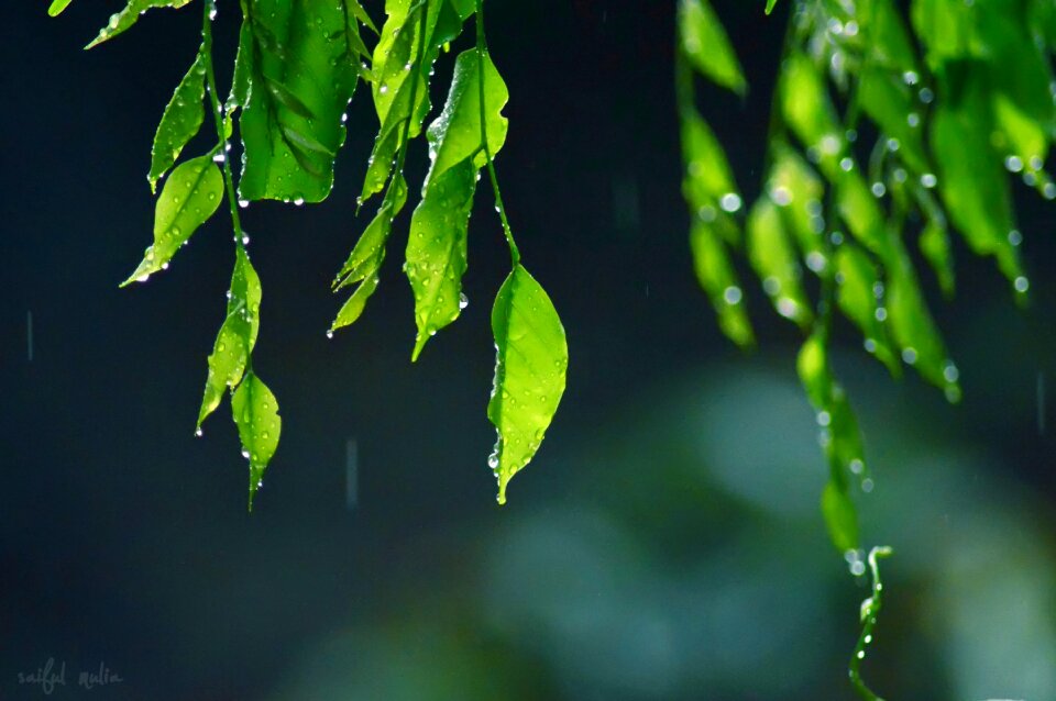 Water plant natural