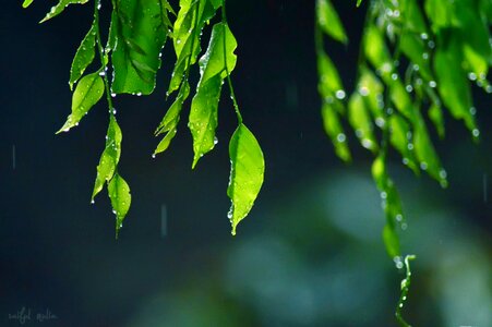 Water plant natural