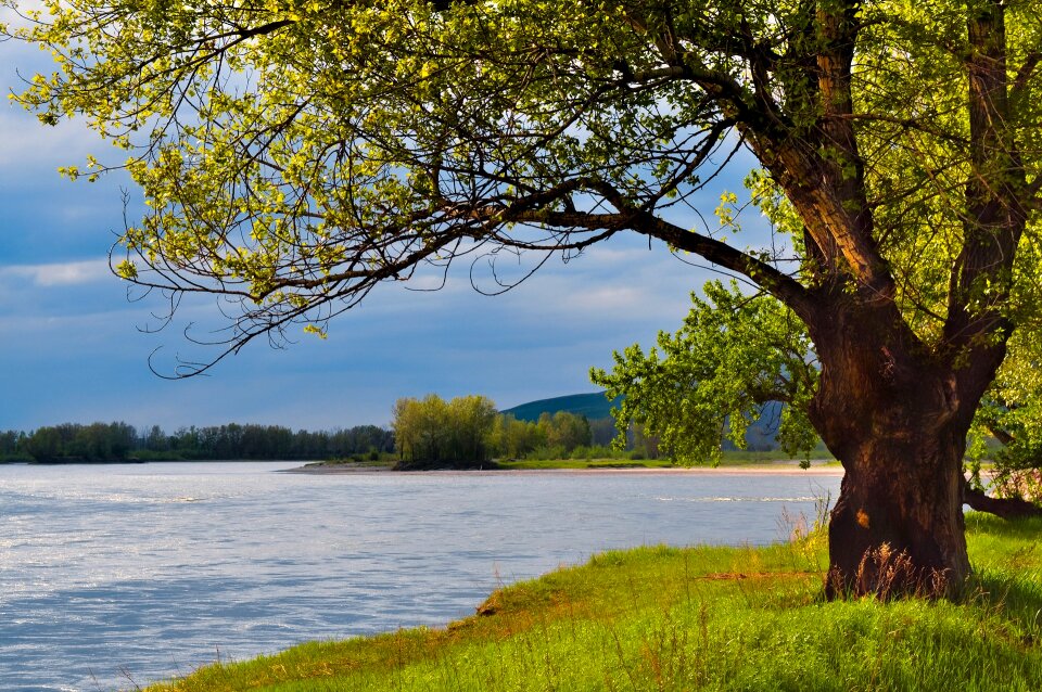 Trees nature landscape