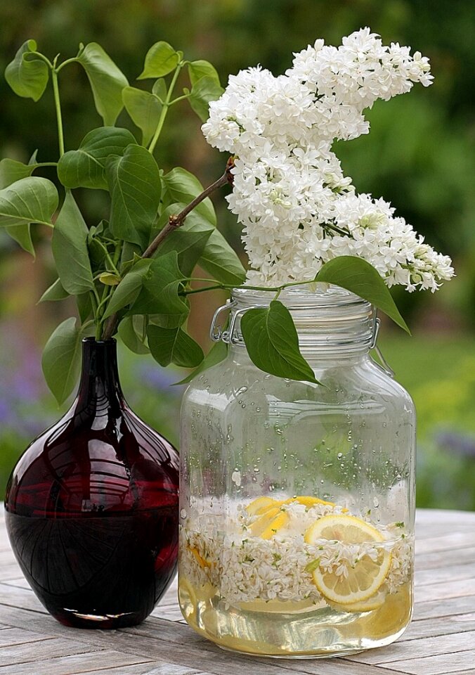 Fliederblueten lilac flowers