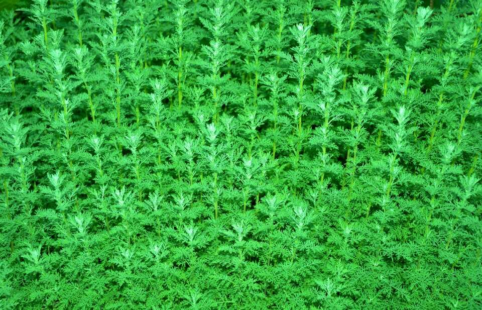 Green background summer green