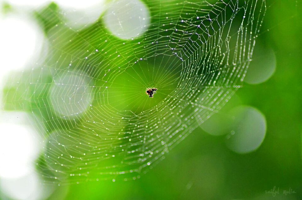 Green droplets insect