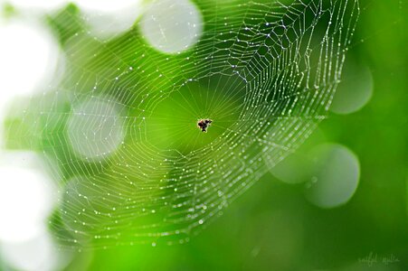 Green droplets insect photo