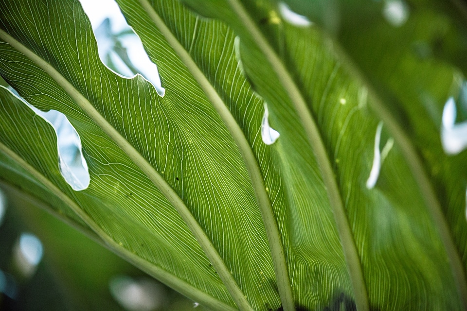Close macro detail