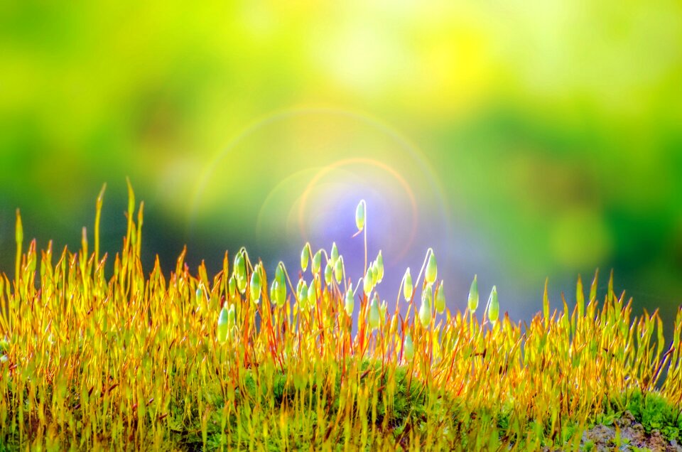 Moss soft abstract