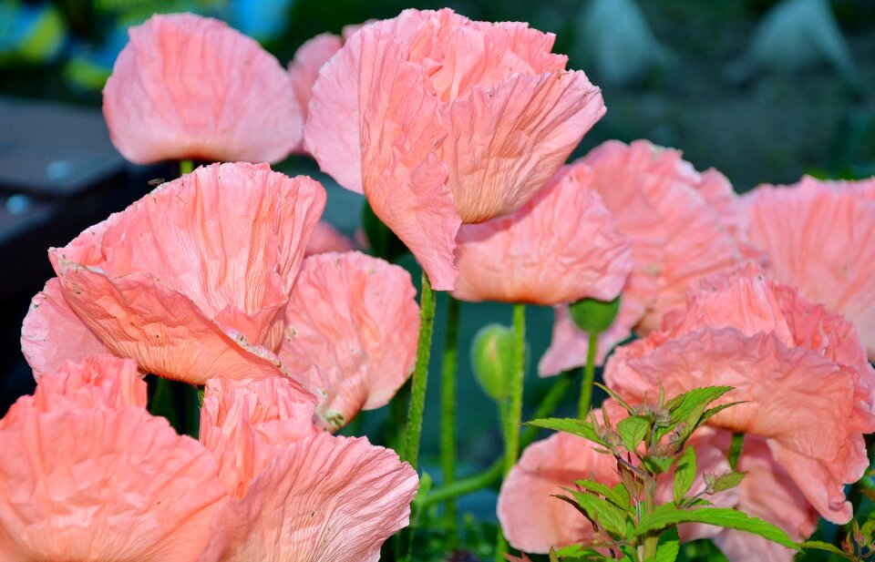 Nature summer flowers