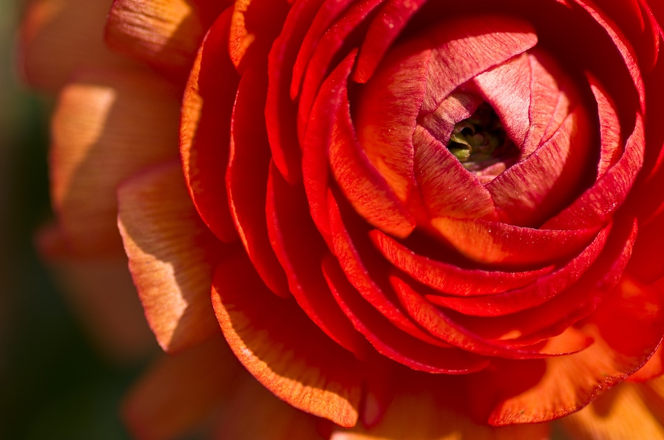 Bloom close up bloom
