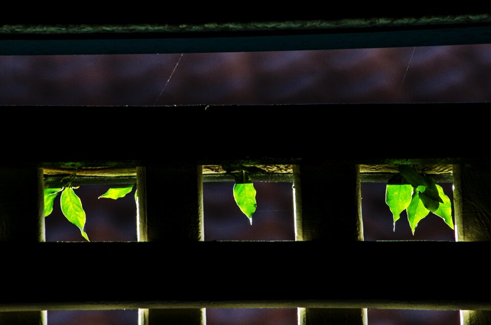 Backlit sunlight foliage