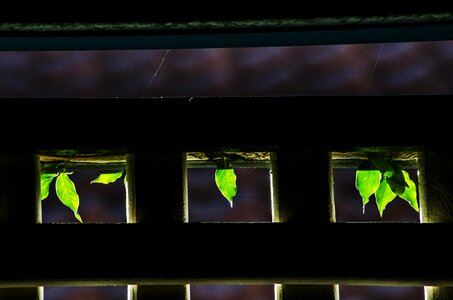 Backlit sunlight foliage photo