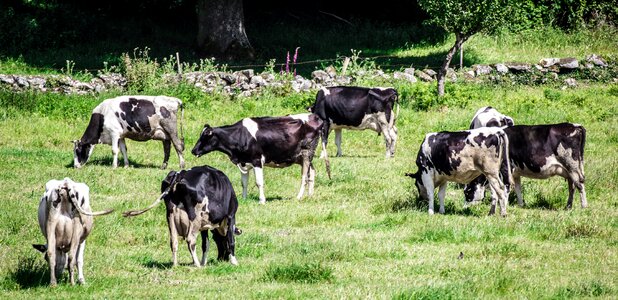 Animals nature fauna