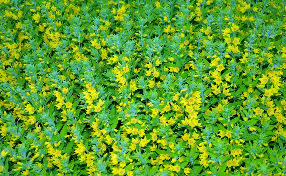 Green background summer green