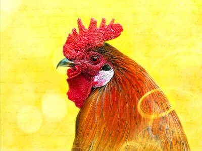 Male fowl cockscomb animal photo