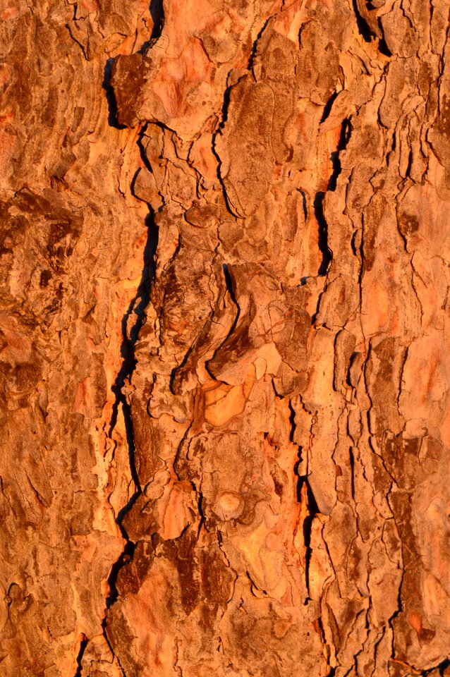 Forest wood natural