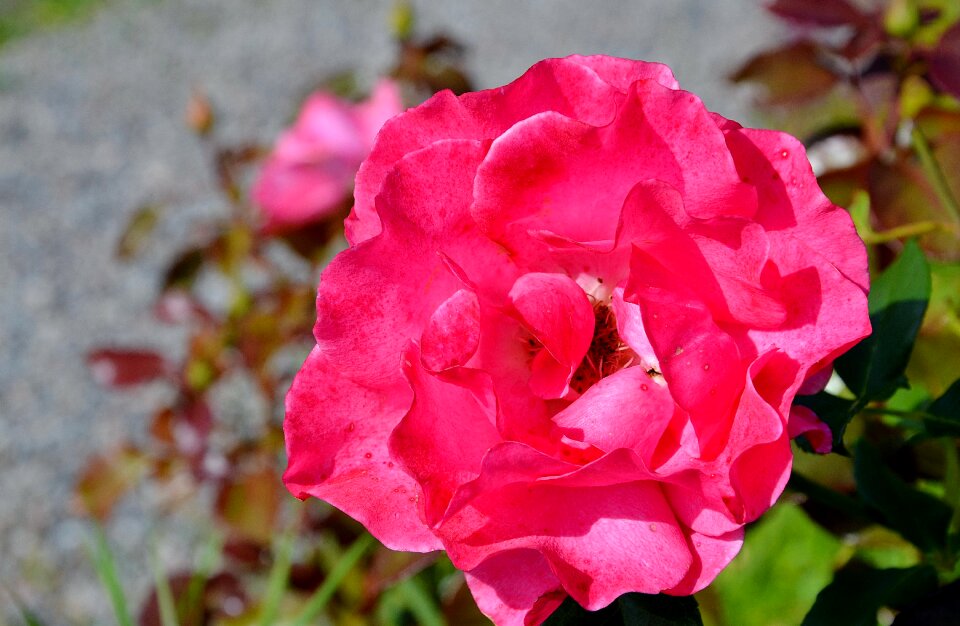 Flowers pink roses