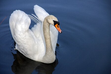 Water bird nature water