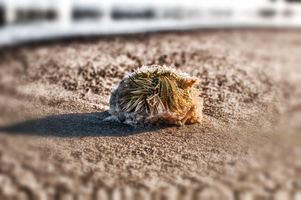 Sand urchin sponge beautiful