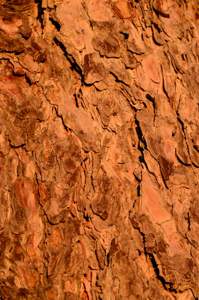 Forest wood natural