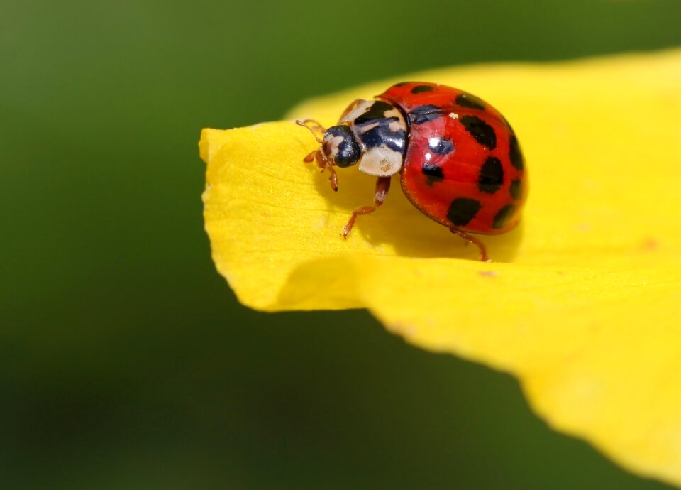 Bloom points insect