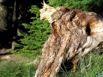 Tree nature wood