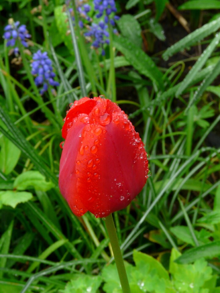 Spring nature red