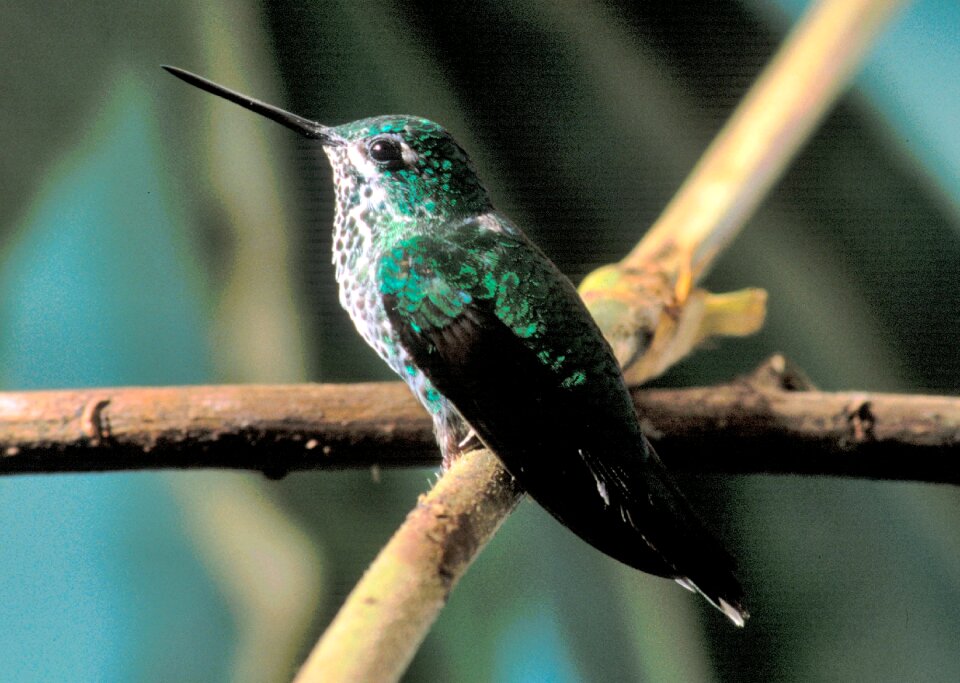Tropical rufous-vented whitetip urosticte ruficrissa