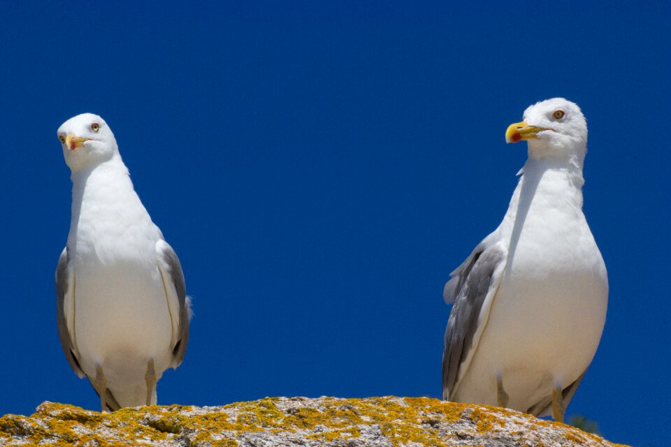 Wings birds animals
